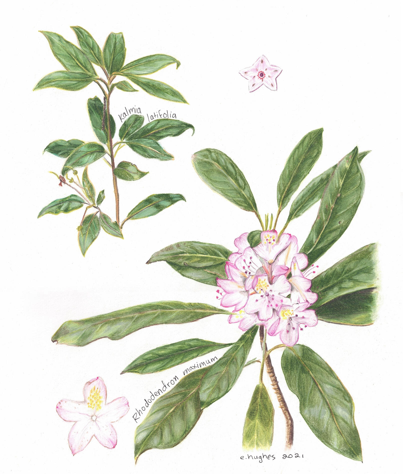 Mountain Laurel and Rhododendron Contrast and Comparison study, Colored Pencil on 11 x 14" Bristol
