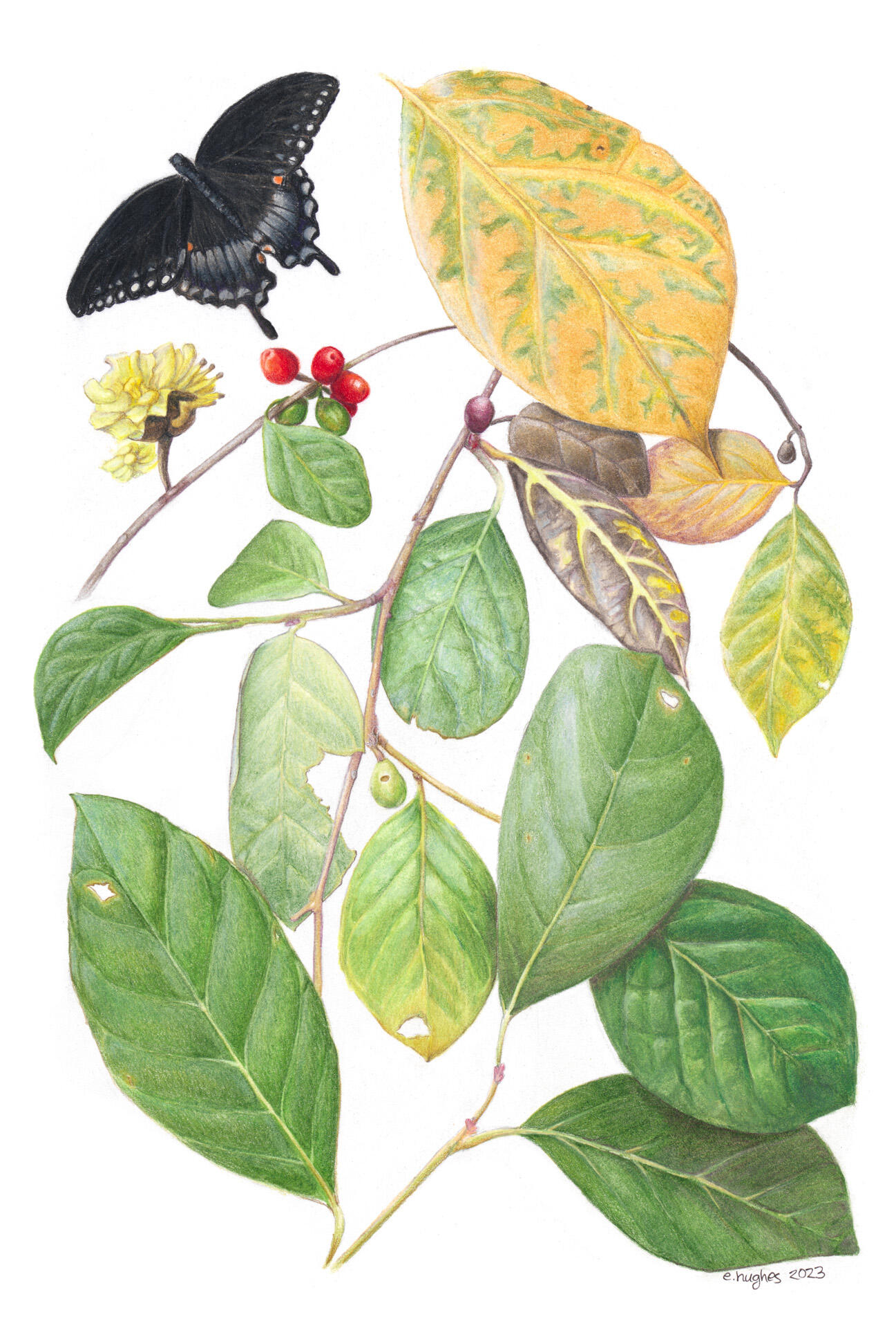 Spicebush Plant Portrait, Colored pencil on Strathmore paper