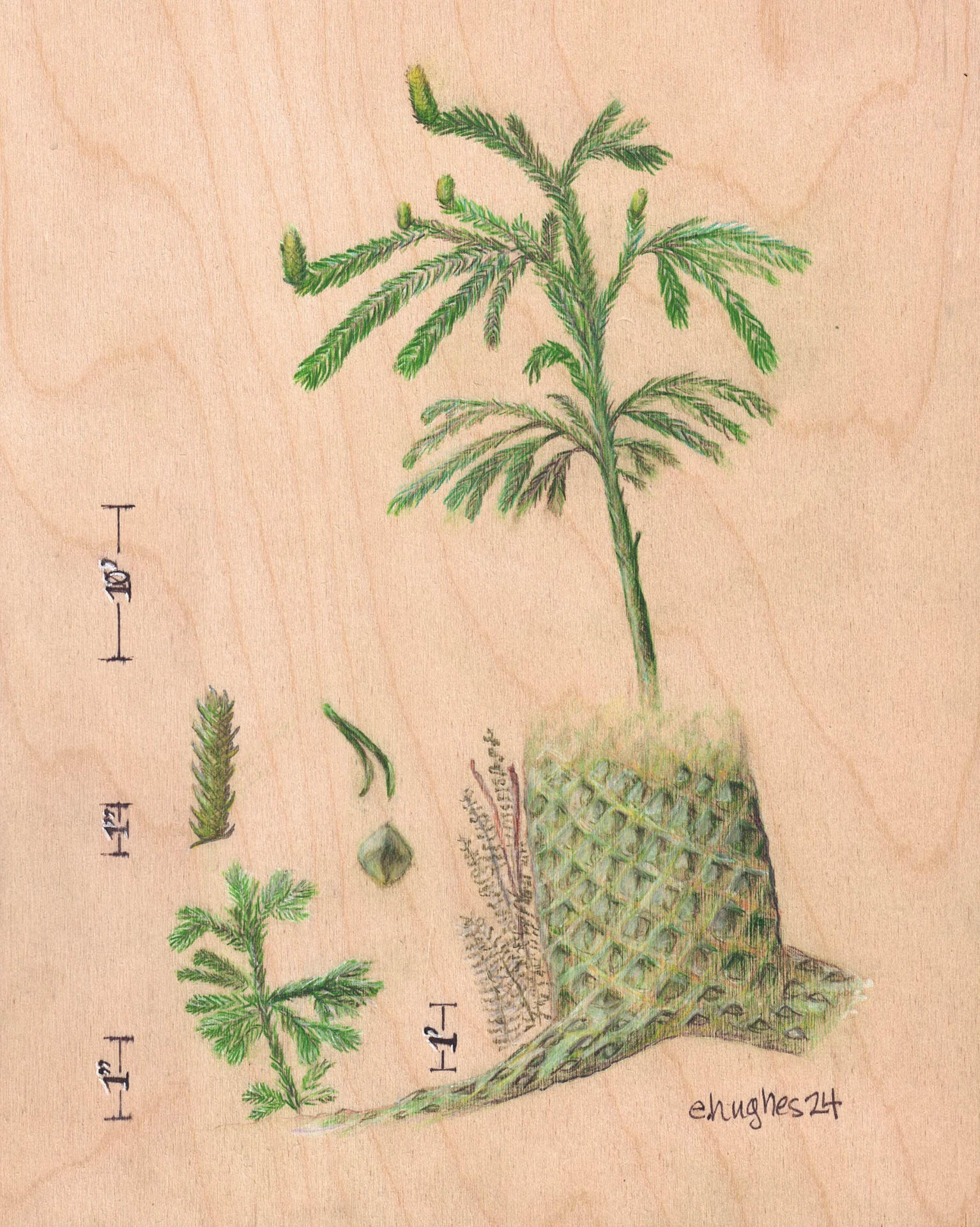 Extinct Lepidodendron rendering based on fossil sightings and relative club moss. Colored Pencil on 8x10" Birch panel