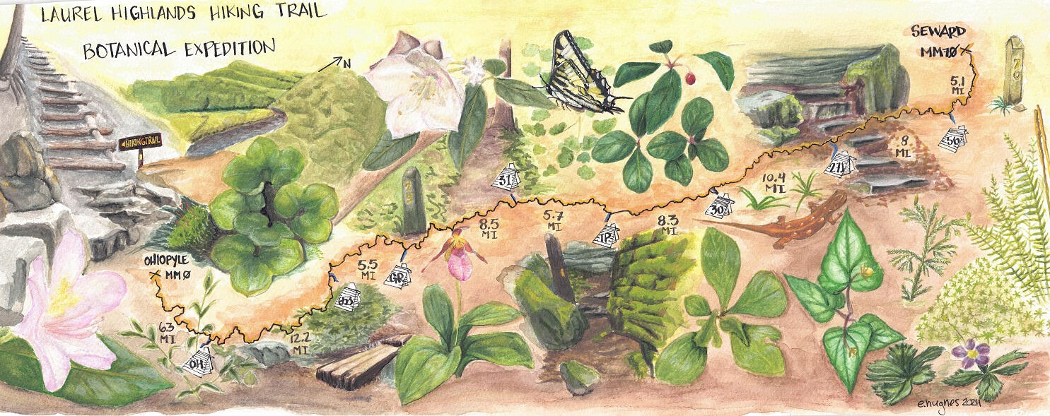 Laurel Highlands Hiking Trail Botanical Map in Inktense on Paper 8 x 20" Laurel Highlands Hiking Trail Botanical Map