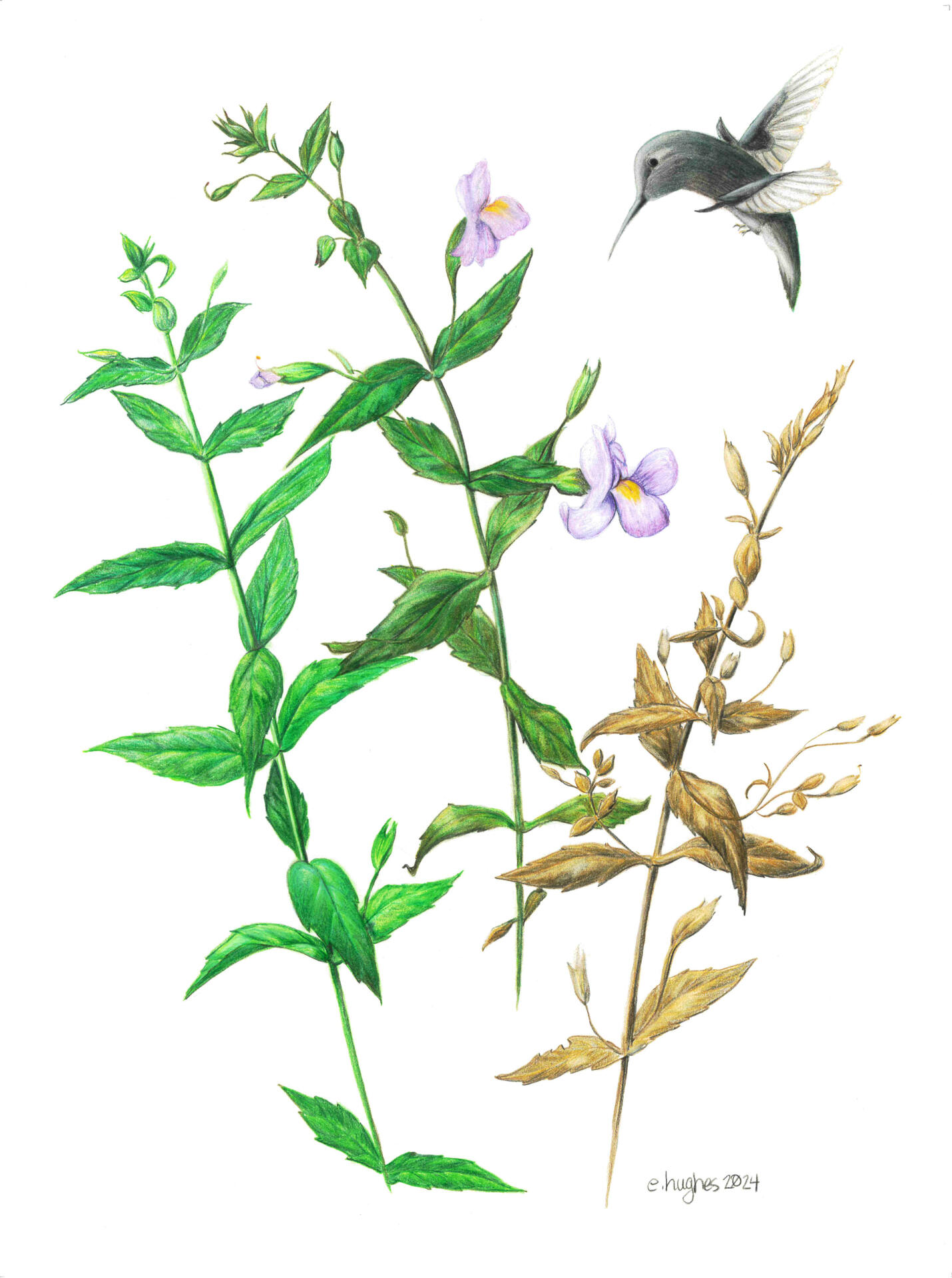 Mimulus ringens observed and documented in 3 seasons of growth with colored pencil. On left, a light blue-green plant with alternating pairs of leaves climbing up to the top of a 12" wiry stem. Center, yellowish green to slightly darker greens climbing to the top of a plant with a few forks, also with a few buds forming, tiny tendrils pop
