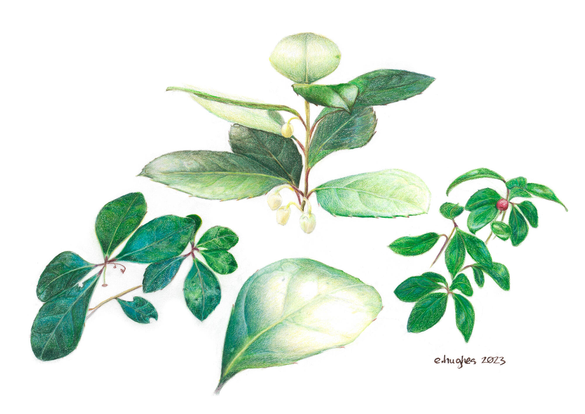 Wintergreen in Every Season, 2024, Colored Pencil on Paper 13 x 17" Flora Project Wintergreen on Paper 13 x 17" Flora Project