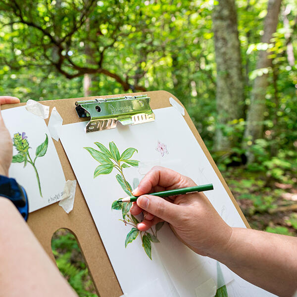 Documenting specimens in the wild Drawing hand at Touchstone